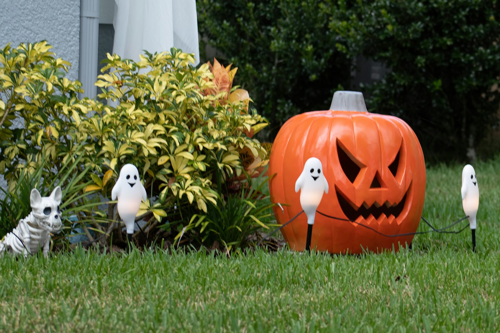 Jack-o’-lanterns on a green lawn