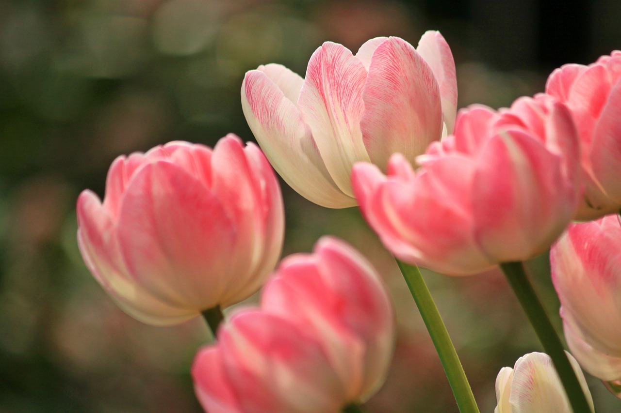 Soft pink tulips