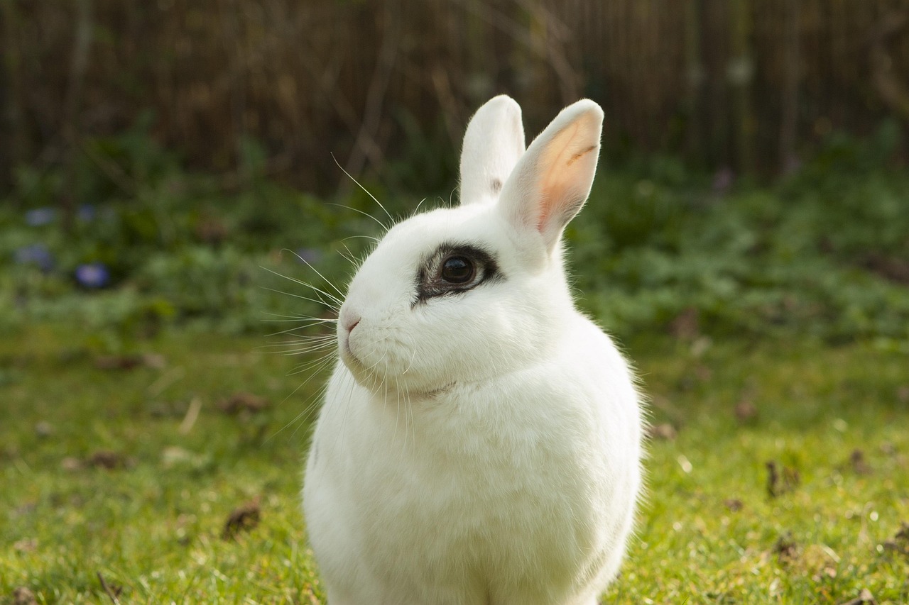 A white rabbit sitting in the grass