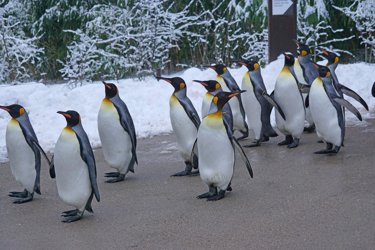 A line of penguins walking across the snow