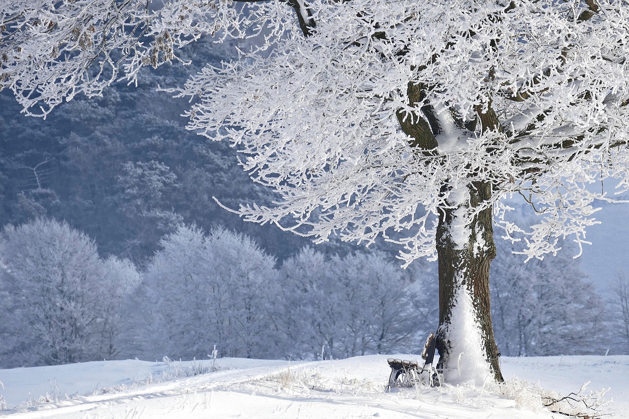 Frost-covered trees in a quiet winter landscape