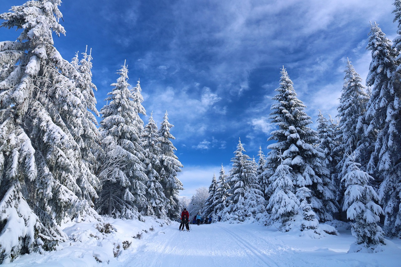Snow-covered pines